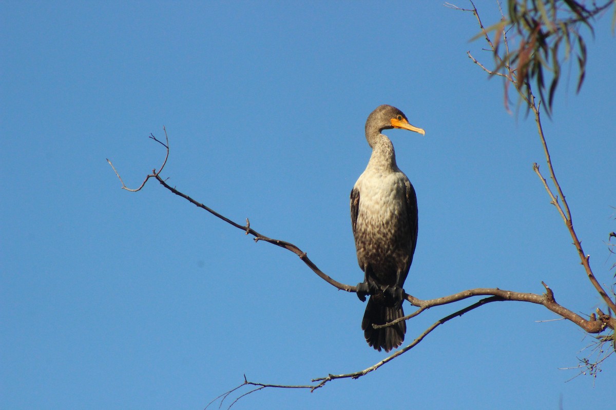 kormorán ušatý - ML636592598