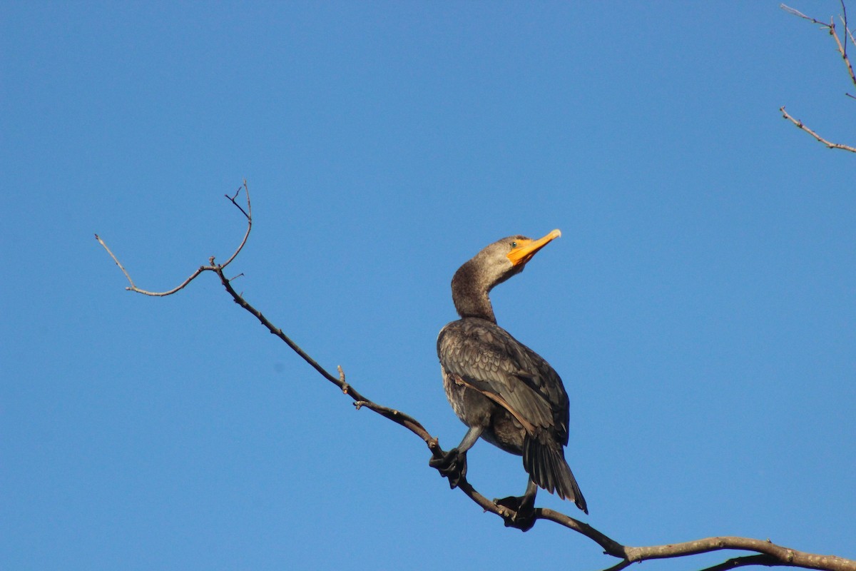 kormorán ušatý - ML636592605