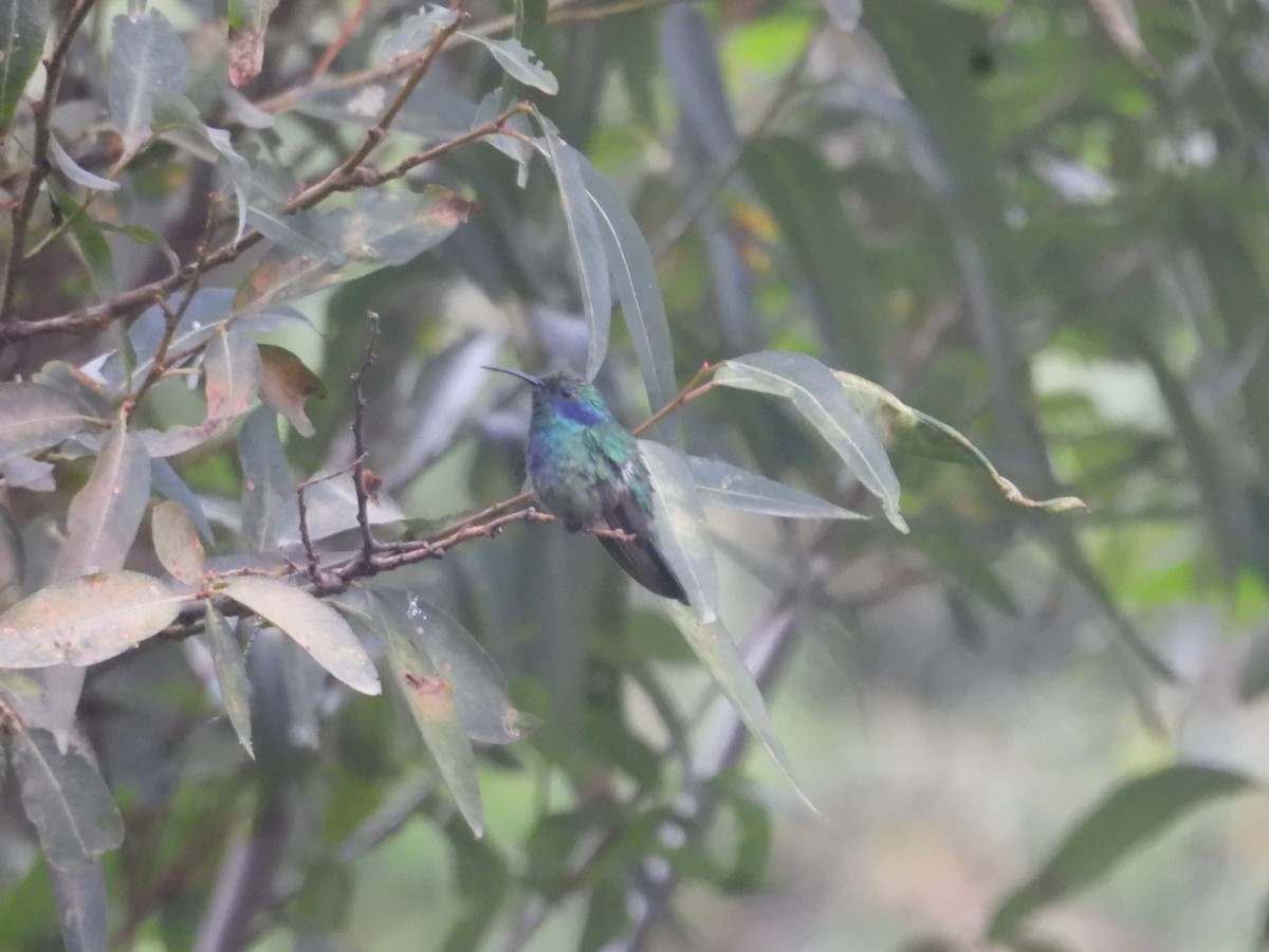 Mexican Violetear - ML636592779
