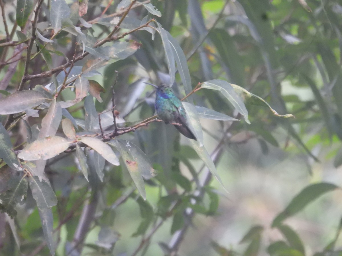 Mexican Violetear - ML636592780