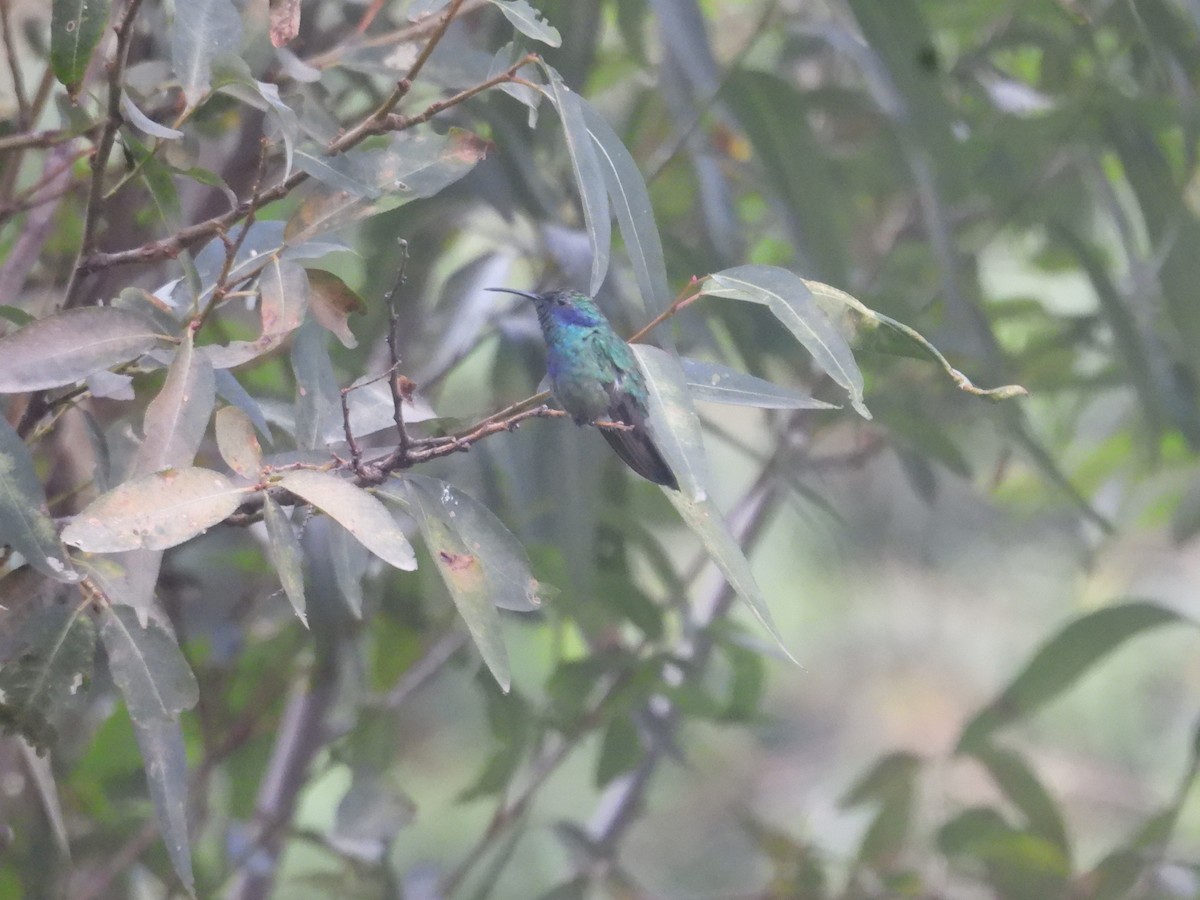 Mexican Violetear - ML636592781