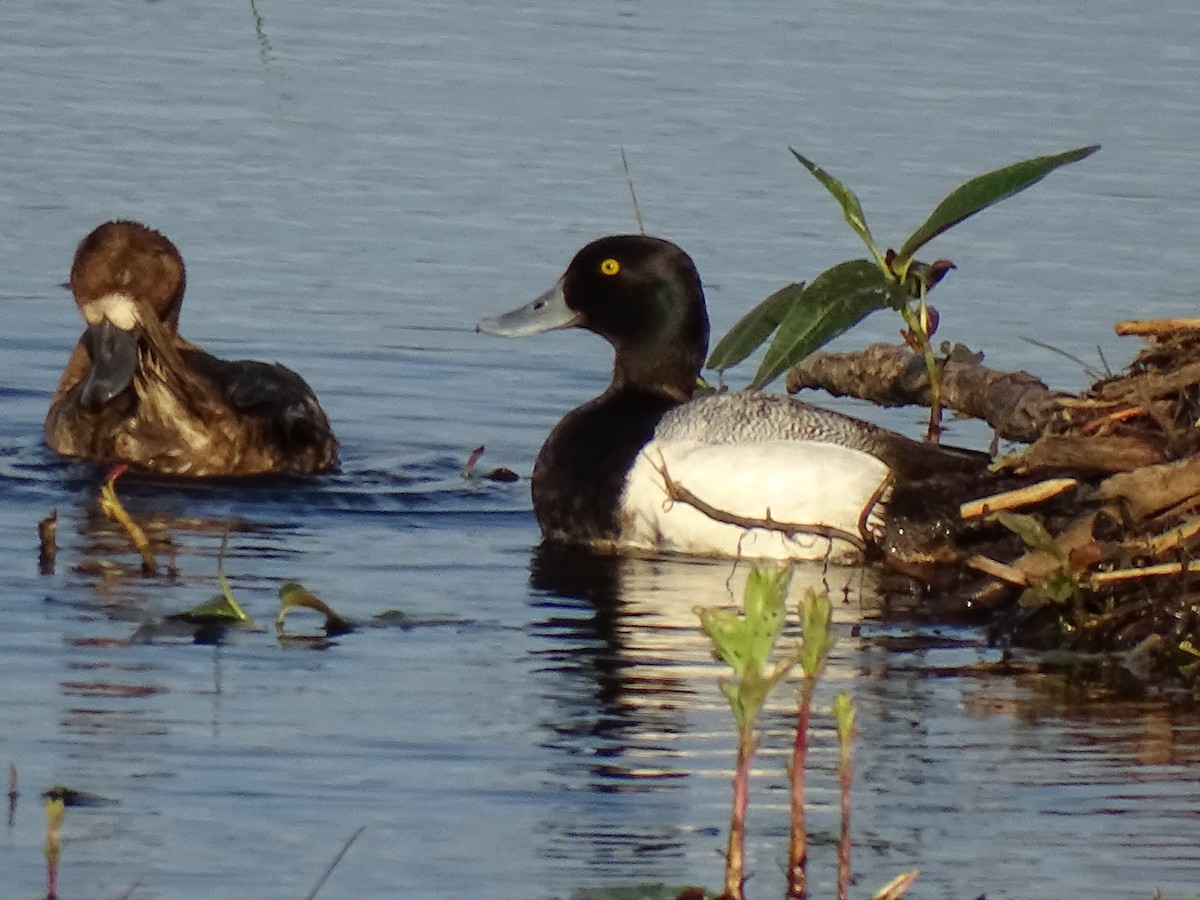 Lesser Scaup - ML636593030