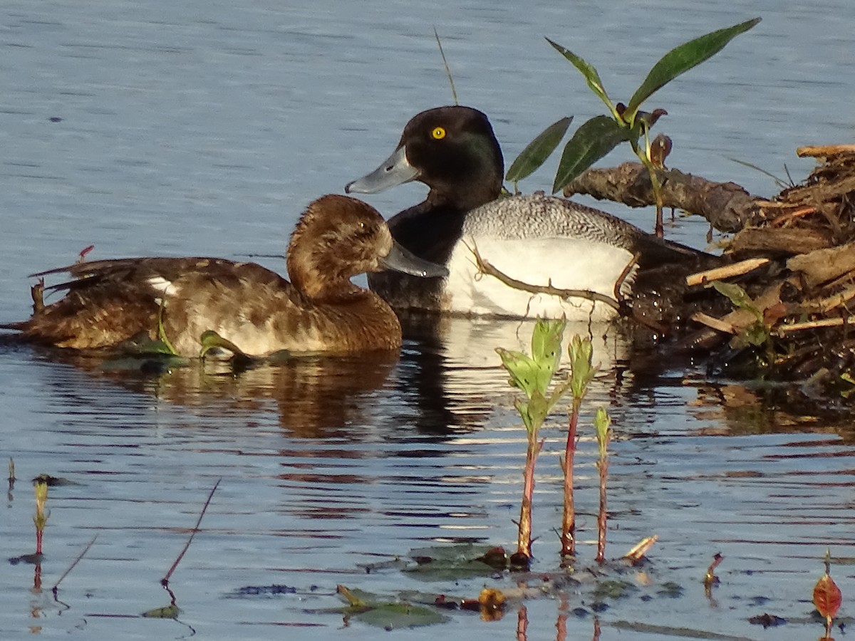 Lesser Scaup - ML636593058