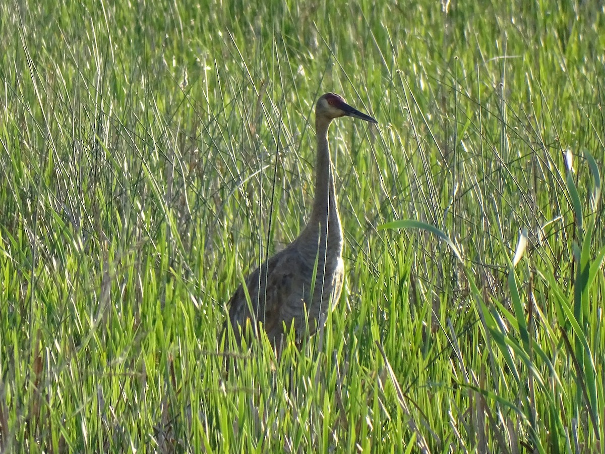 Sandhill Crane - ML636593103