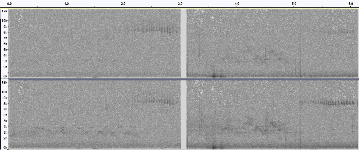 Blackpoll Warbler - ML636593269