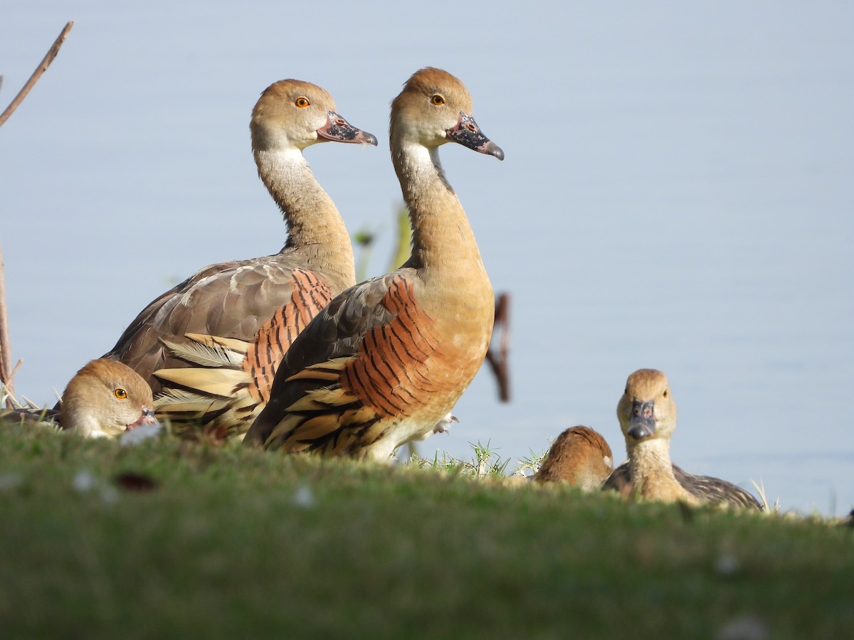 Plumed Whistling-Duck - ML636593316