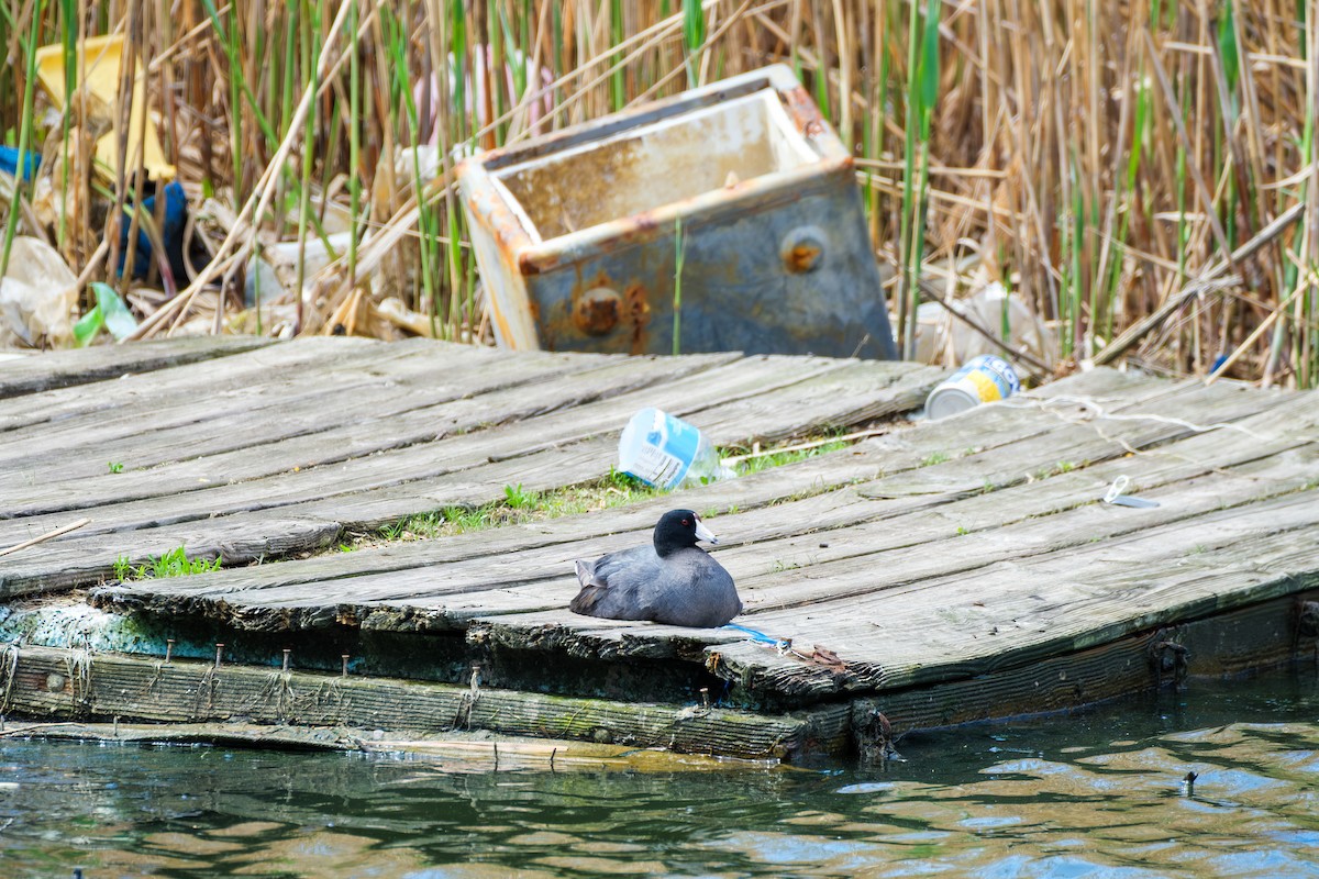 American Coot - ML636593332