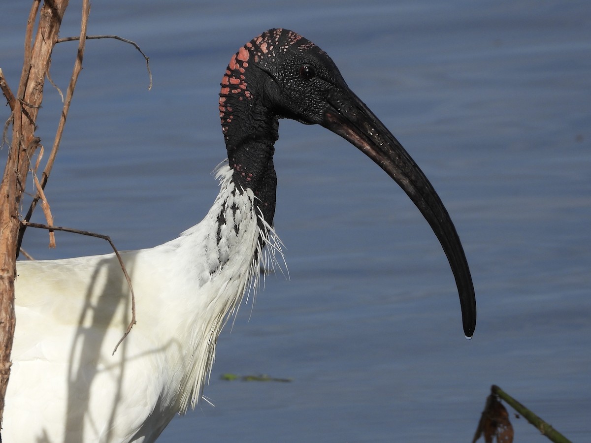 Australian Ibis - ML636593440