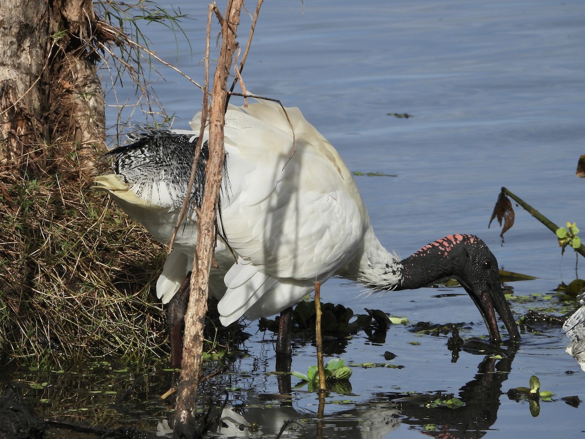 Australian Ibis - ML636593442