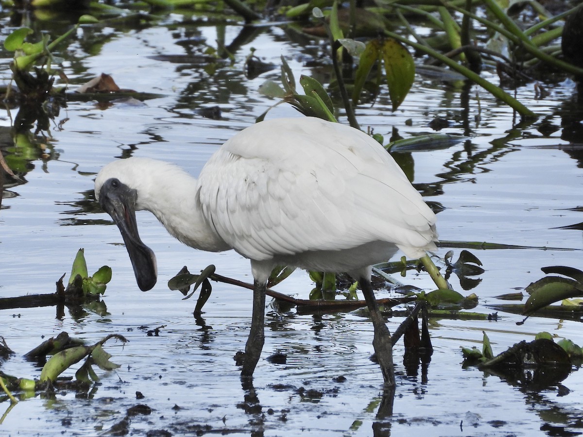 Royal Spoonbill - ML636593456