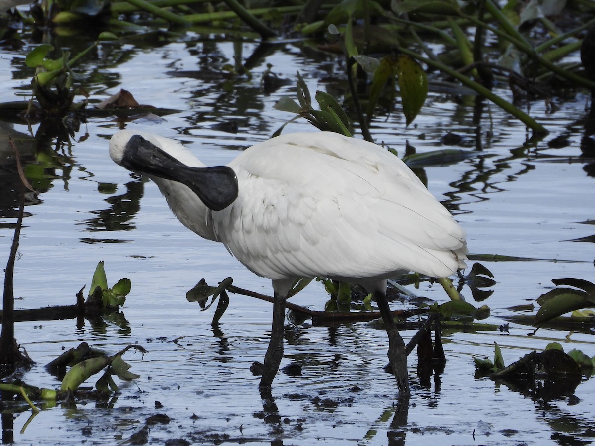 Royal Spoonbill - ML636593457