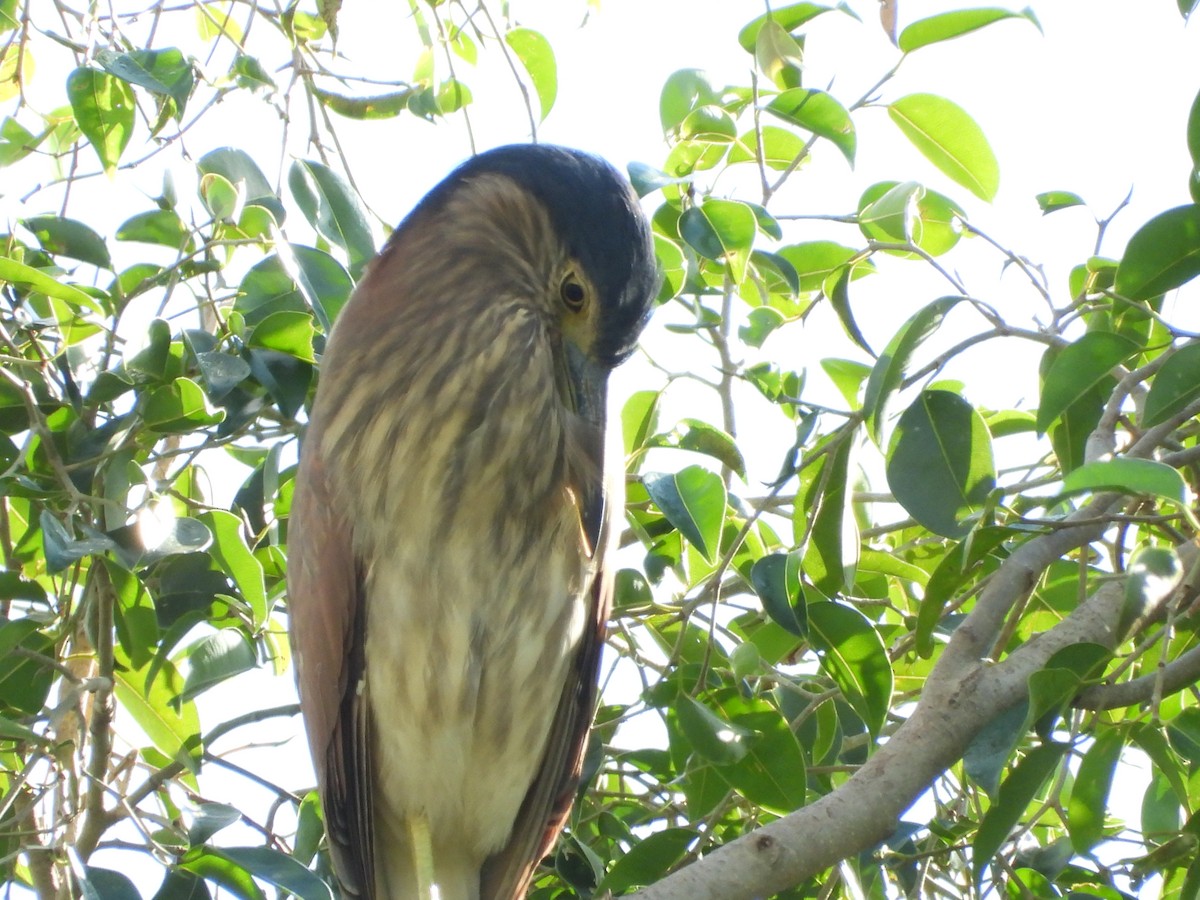 Nankeen Night Heron - ML636593506