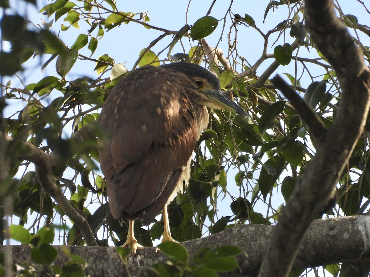 Nankeen Night Heron - ML636593507