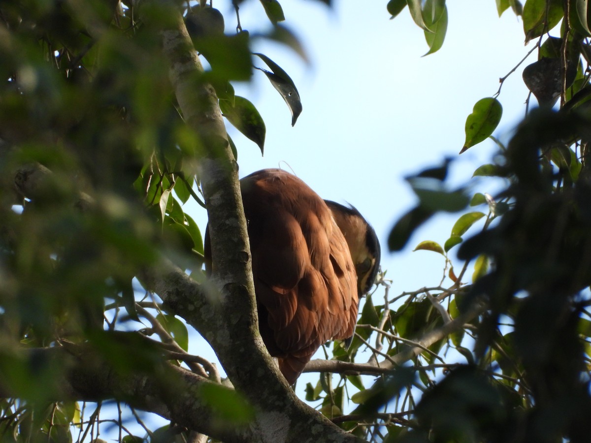 Nankeen Night Heron - ML636593508