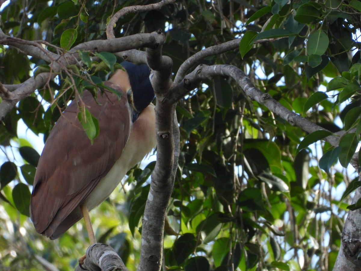 Nankeen Night Heron - ML636593509