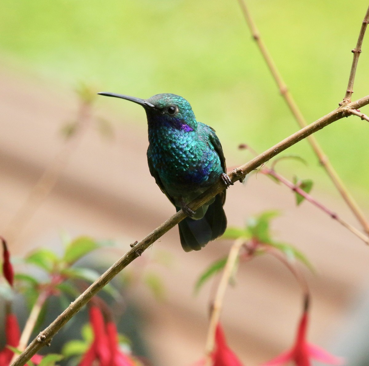 Sparkling Violetear - ML636593520