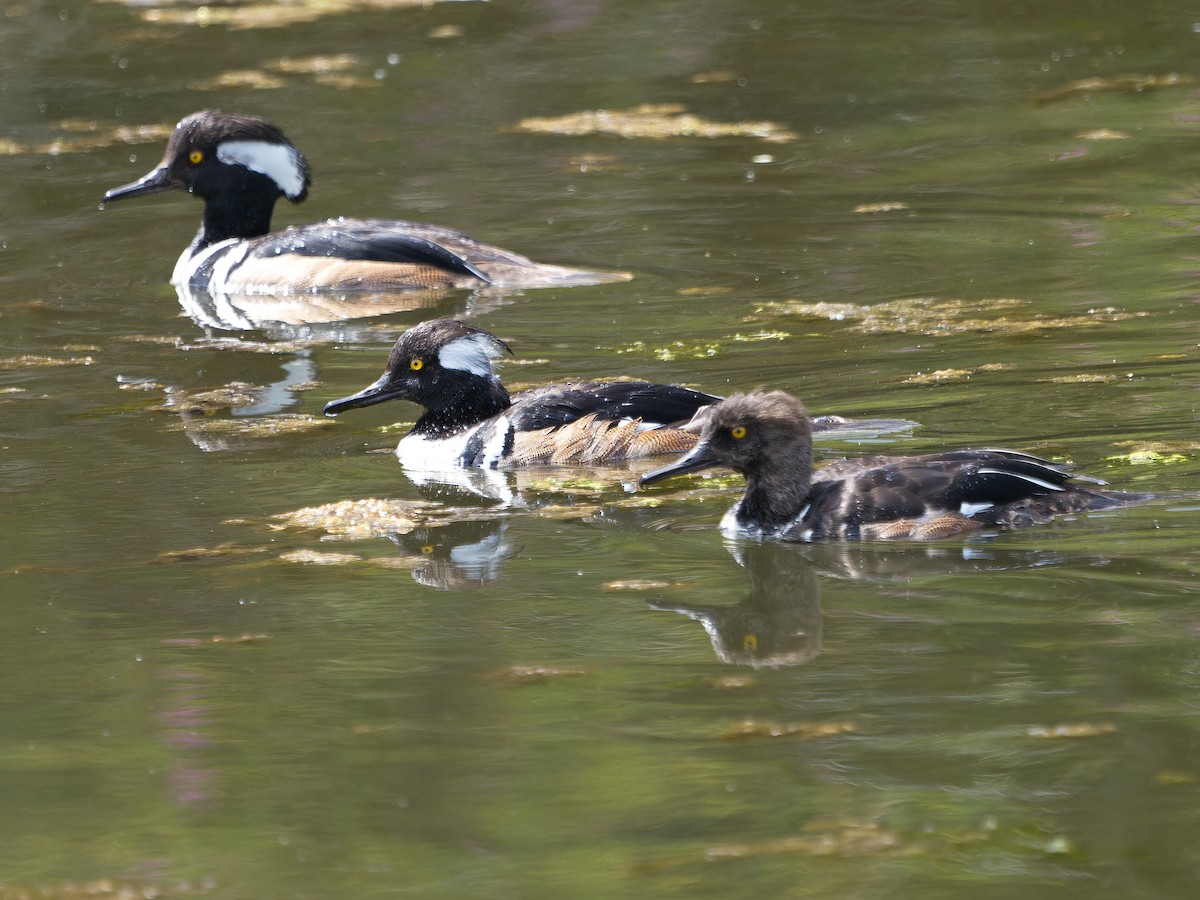 Hooded Merganser - ML636593560
