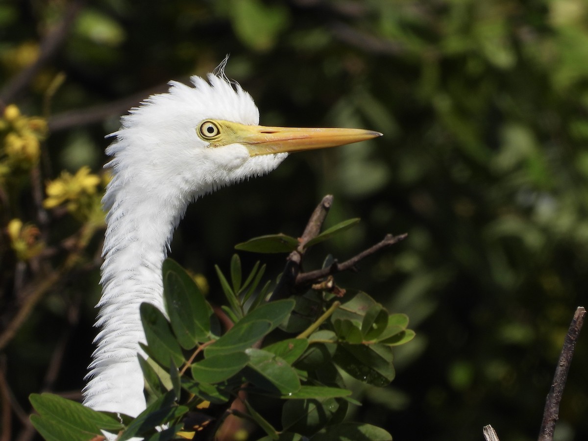 Eastern Cattle-Egret - ML636593571