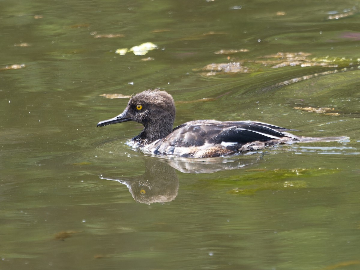 Hooded Merganser - ML636593573