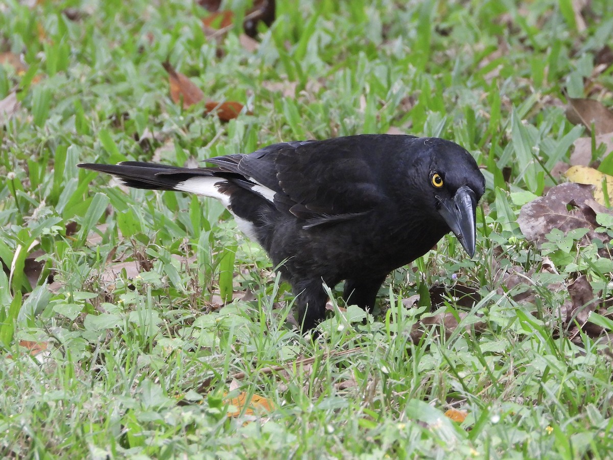 Pied Currawong - ML636593597