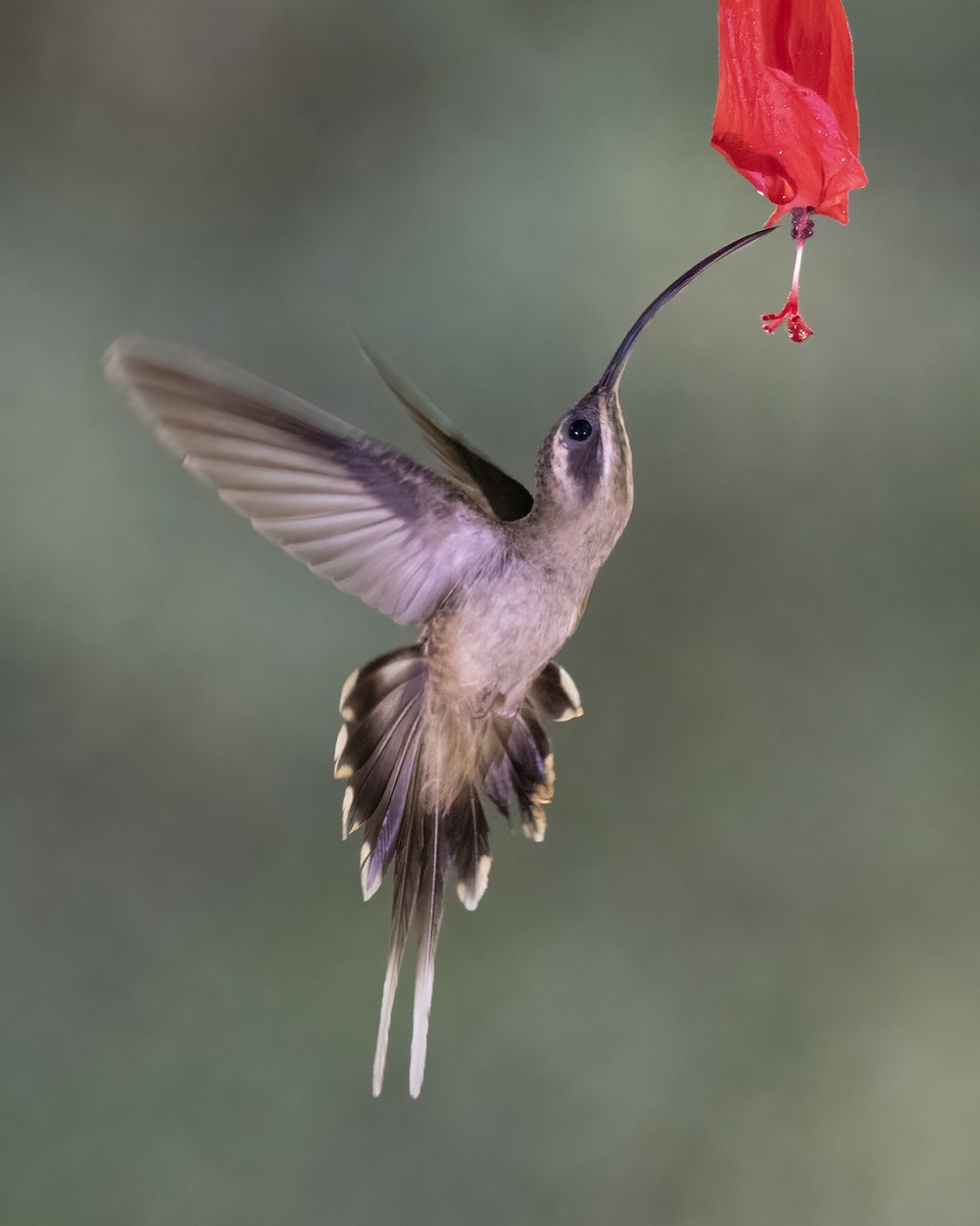 Long-billed Hermit - ML636593735