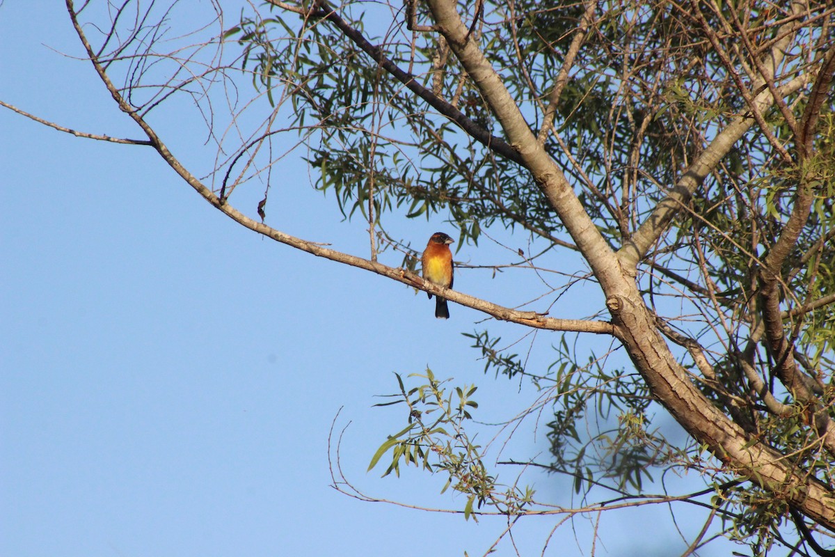 Black-headed Grosbeak - ML636593804