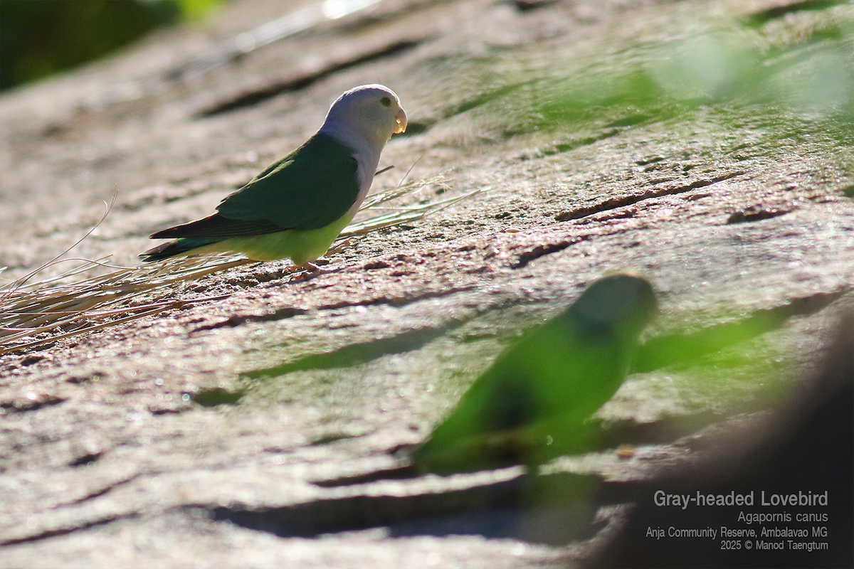Gray-headed Lovebird - ML636593845