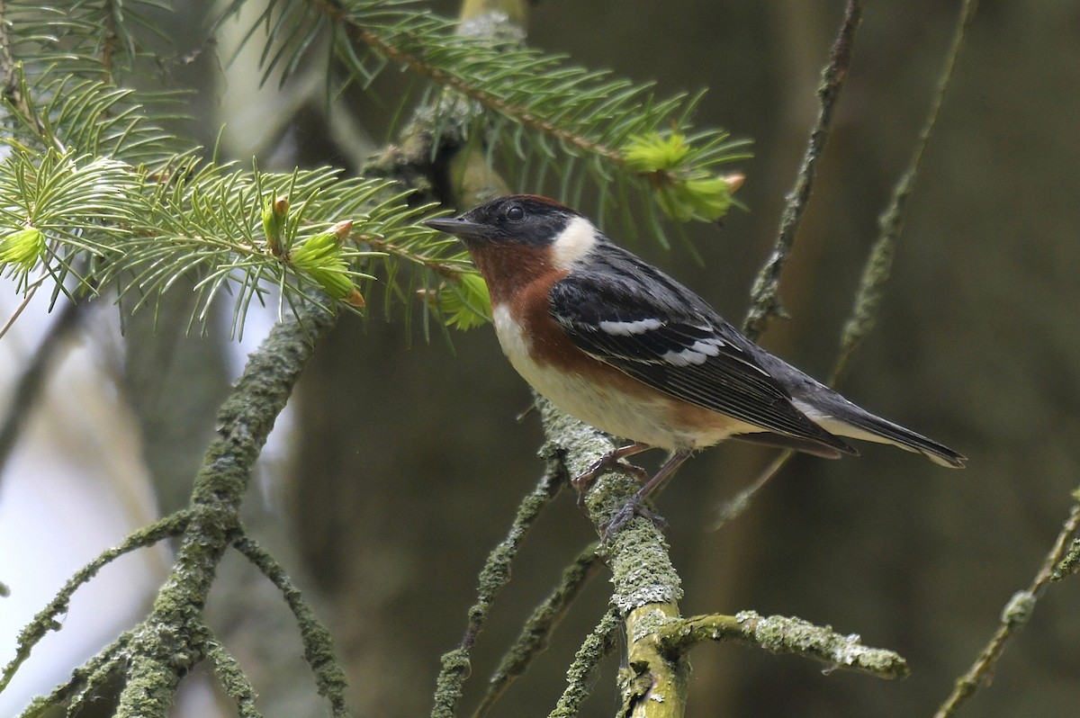 Braunkehl-Waldsänger - ML636593883