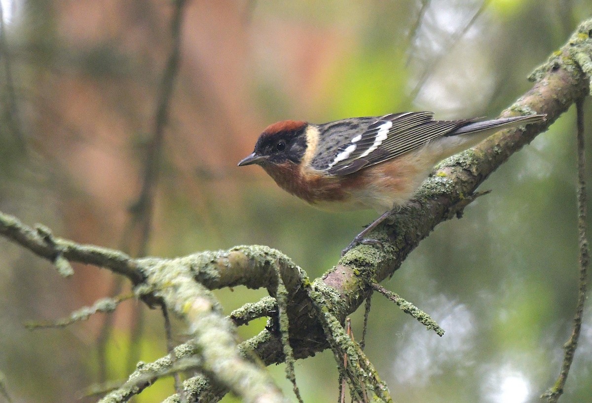 Braunkehl-Waldsänger - ML636593884