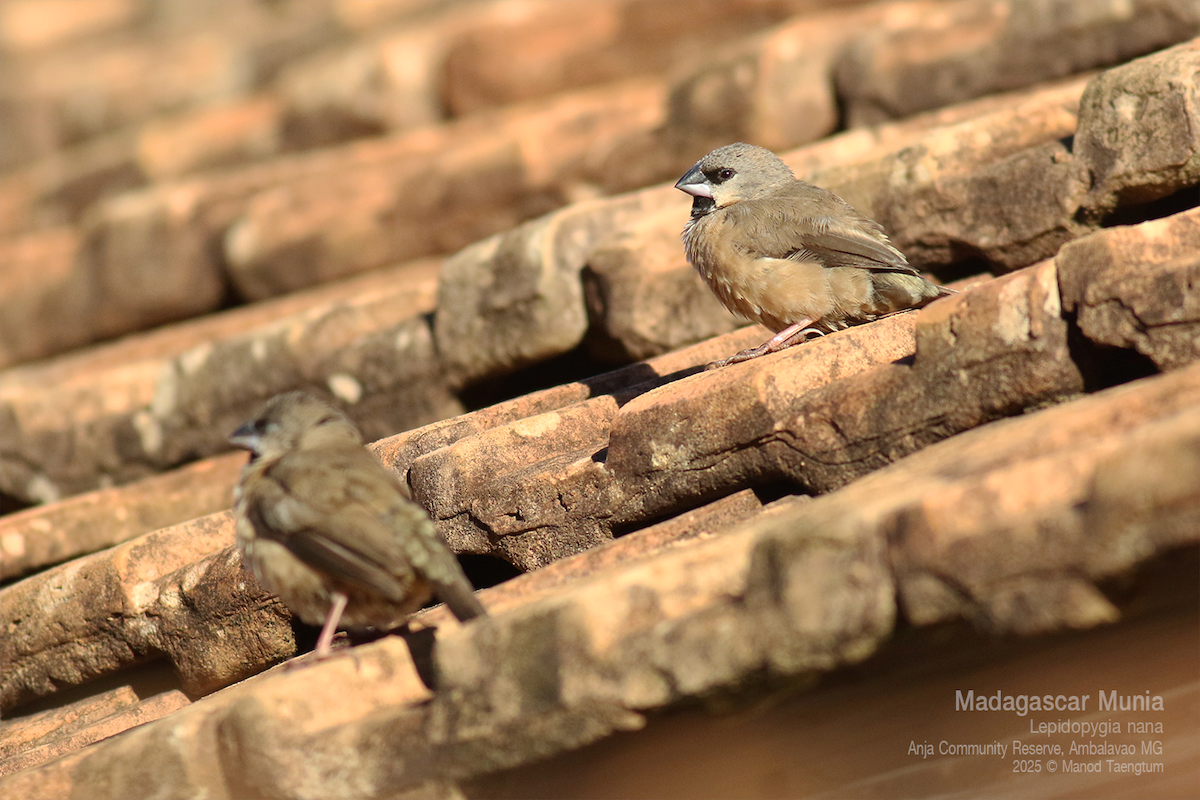 Madagascar Munia - ML636593885