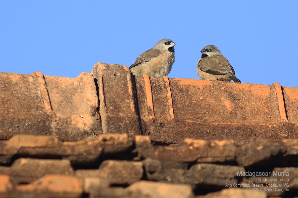 Madagascar Munia - ML636593886