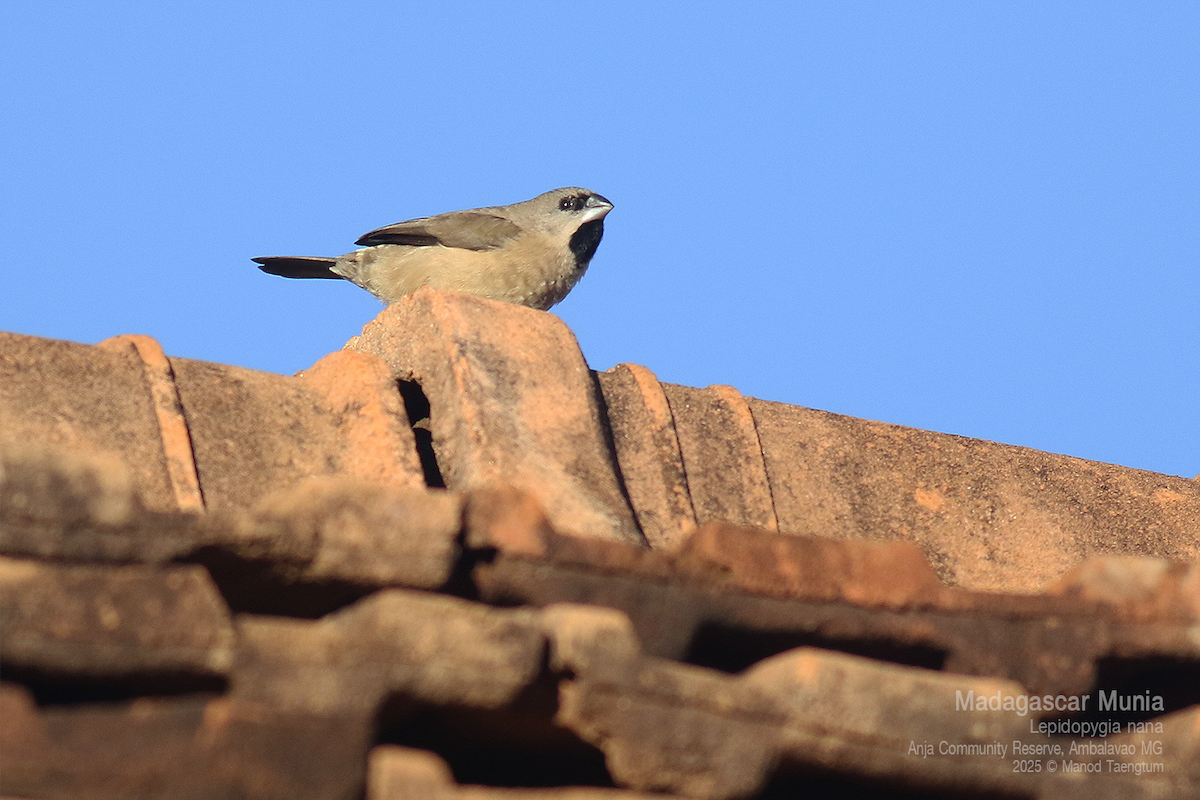 Madagascar Munia - ML636593889