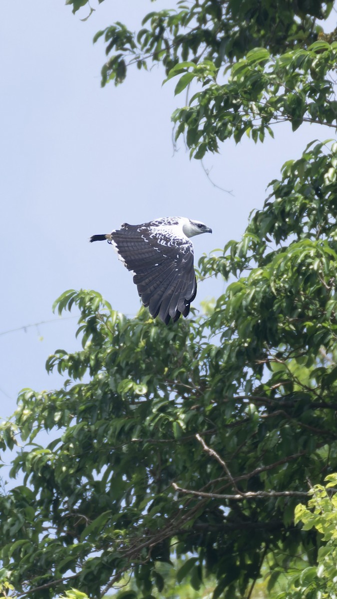 White Hawk - ML636593911