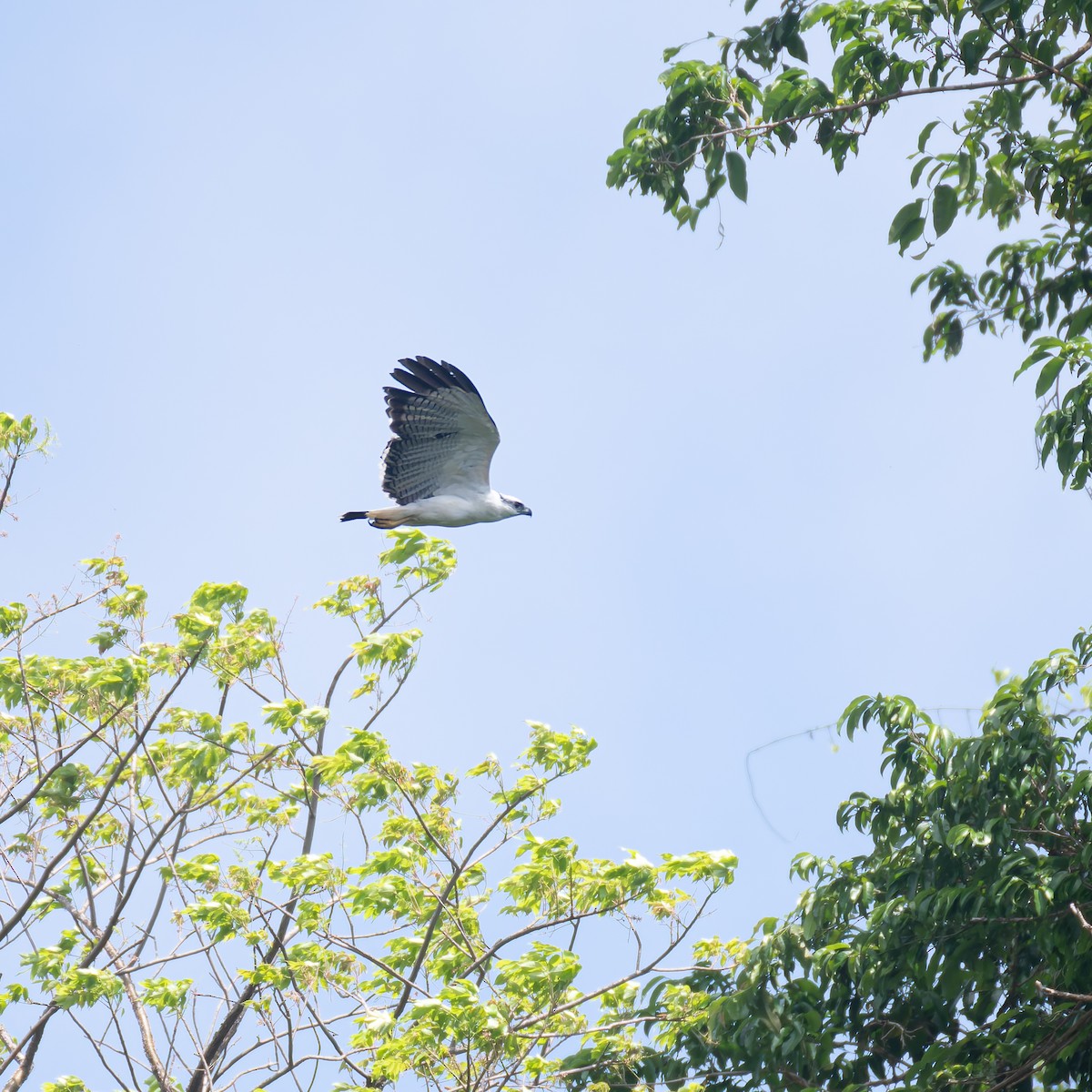 White Hawk - ML636593914