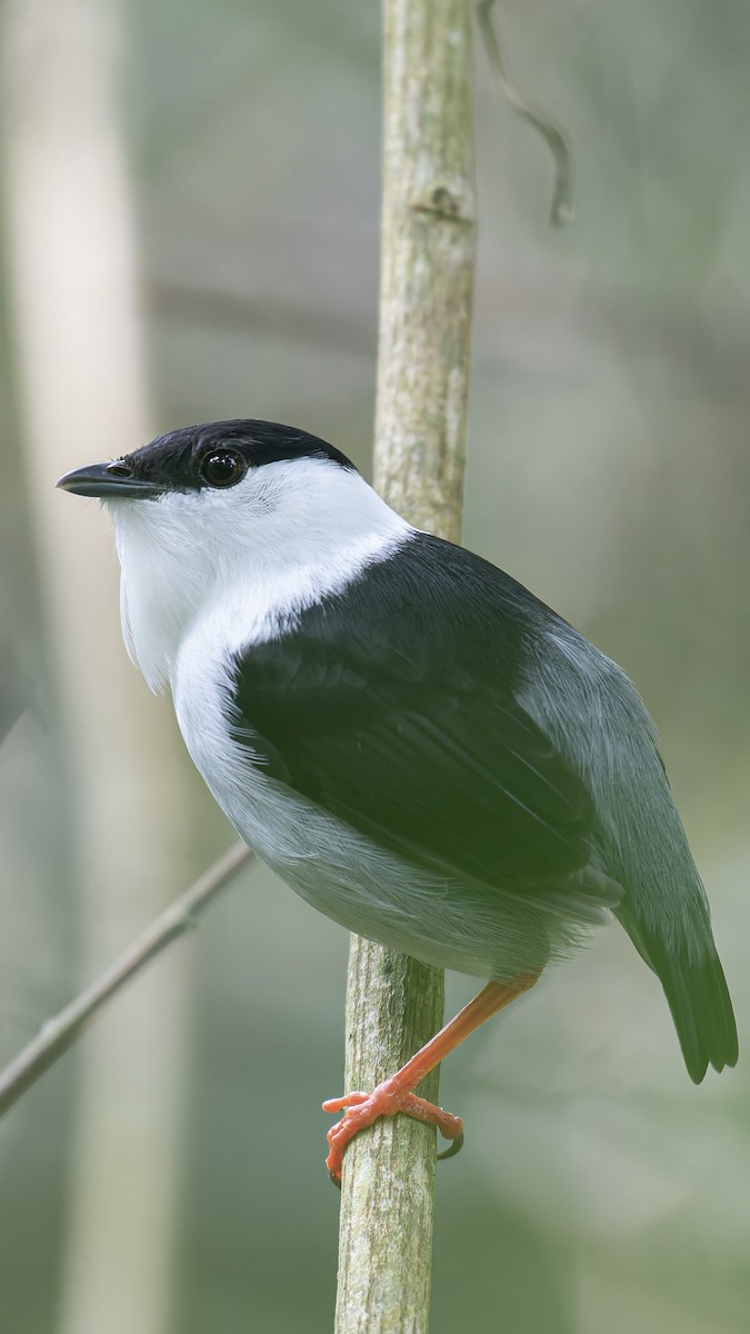 White-bearded Manakin - ML636593947