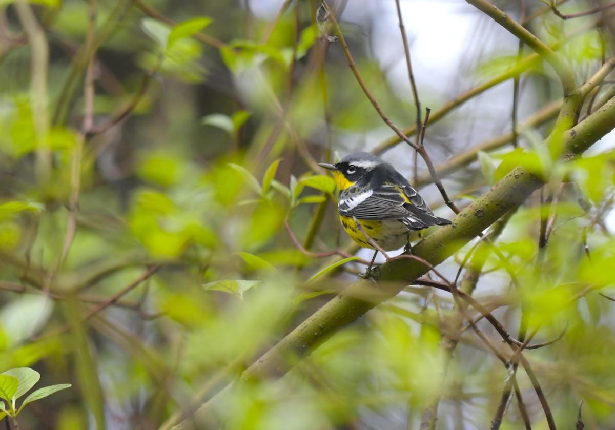 Magnolienwaldsänger - ML636593990