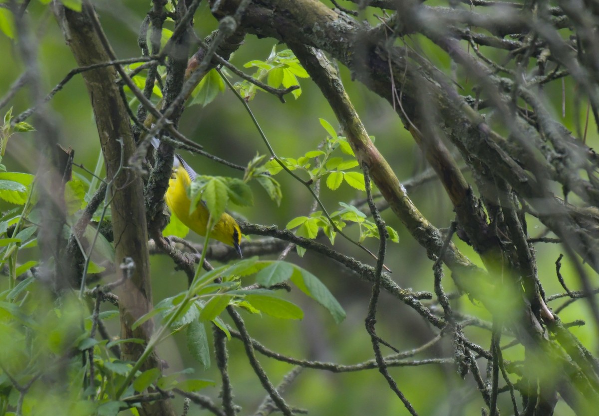 Blauflügel-Waldsänger - ML636594029