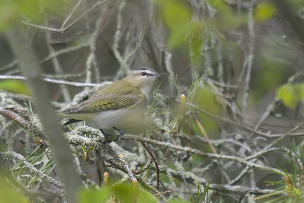 Rotaugenvireo - ML636594116
