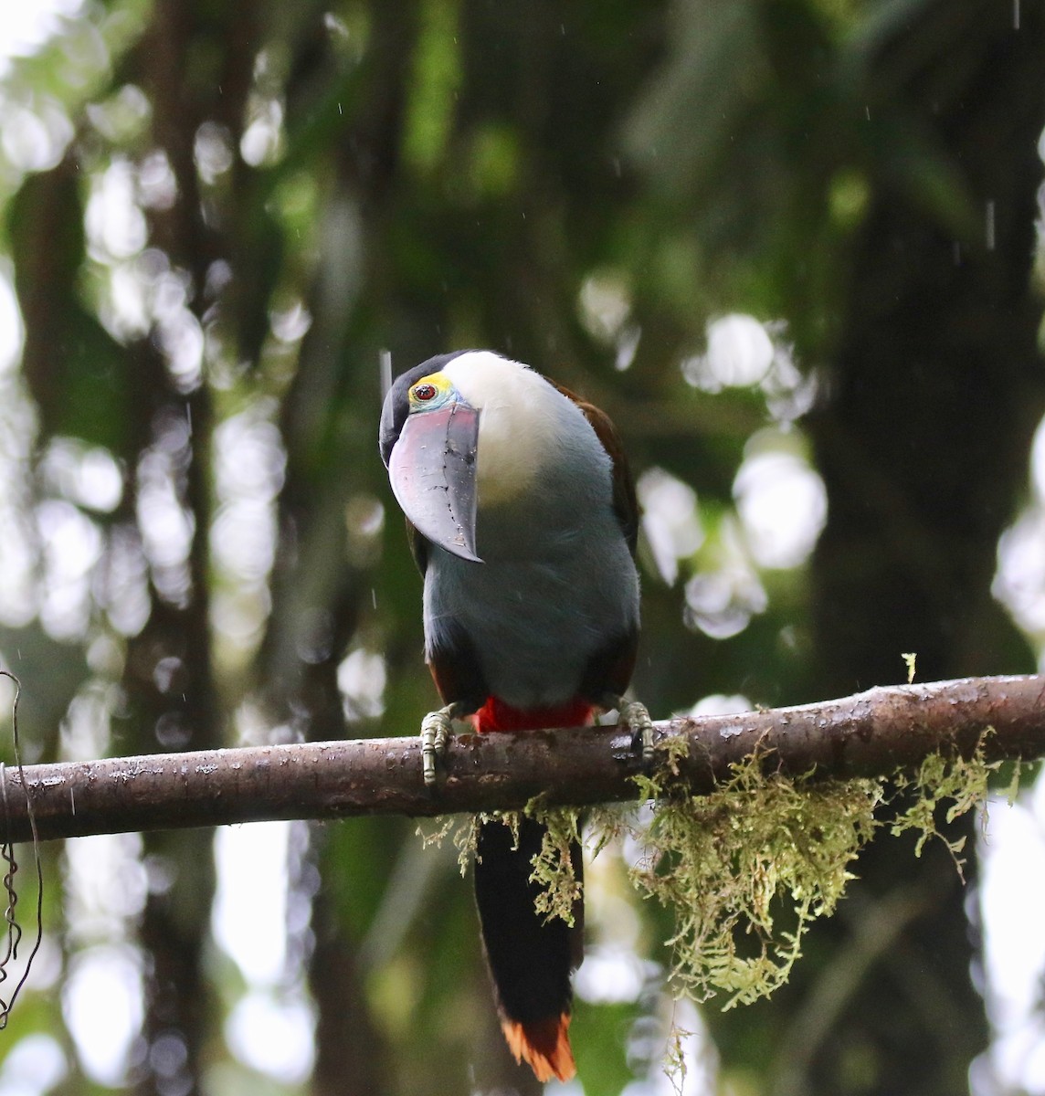 Black-billed Mountain-Toucan - ML636594172