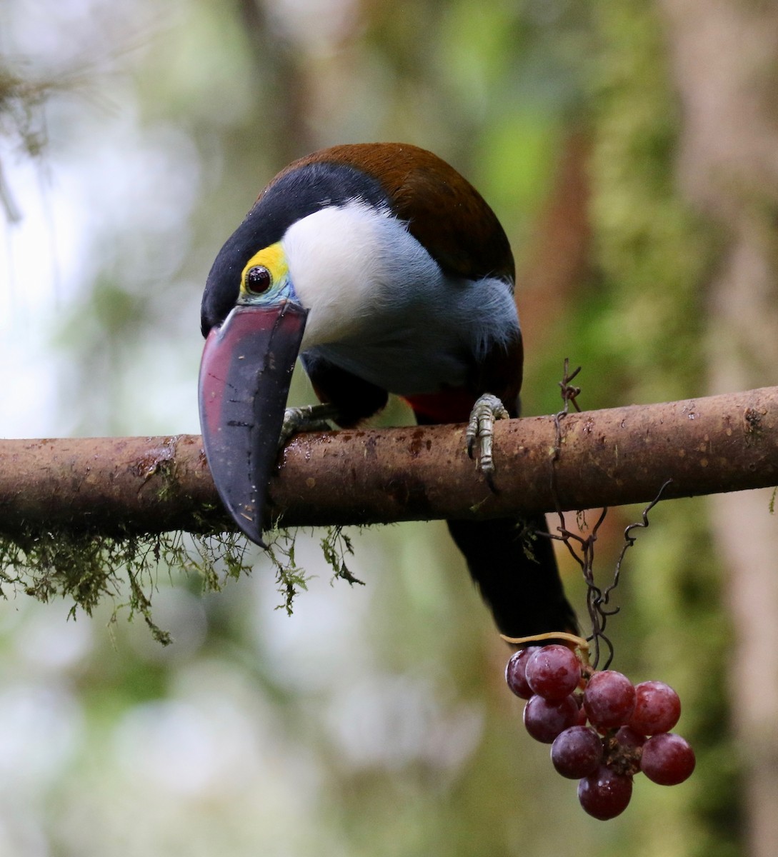 Black-billed Mountain-Toucan - ML636594173
