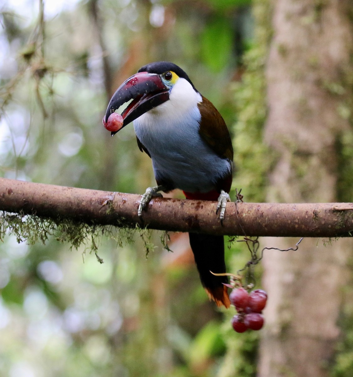 Black-billed Mountain-Toucan - ML636594174