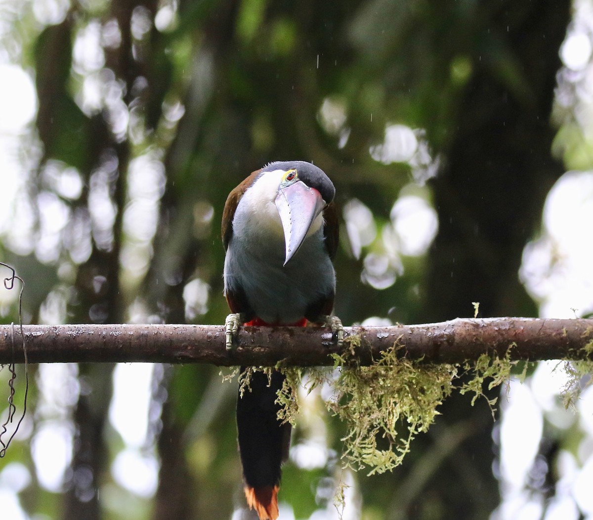 Black-billed Mountain-Toucan - ML636594175