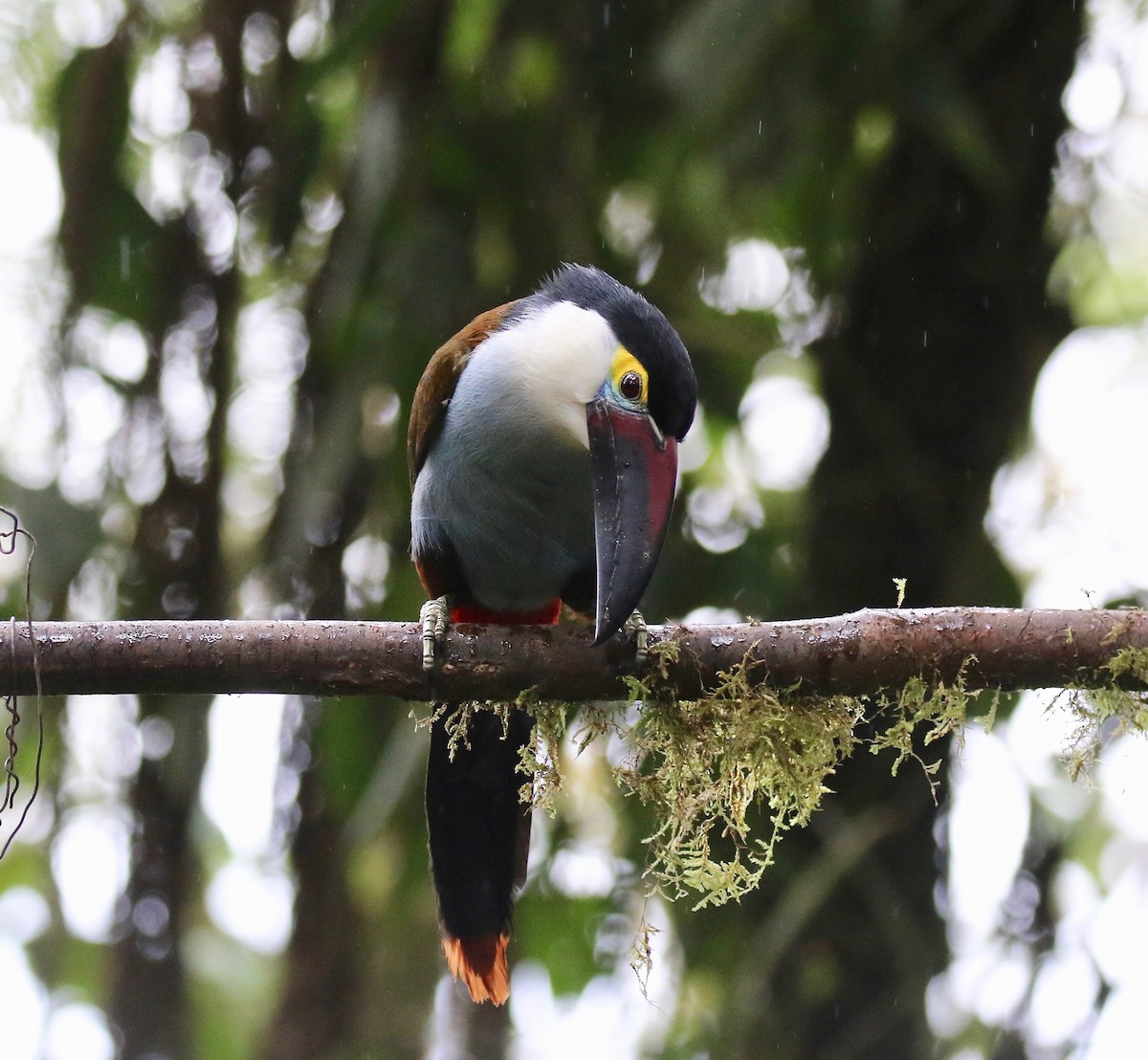 Black-billed Mountain-Toucan - ML636594176
