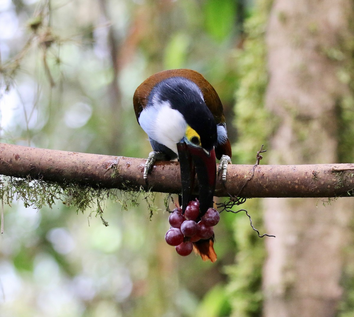 Black-billed Mountain-Toucan - ML636594177