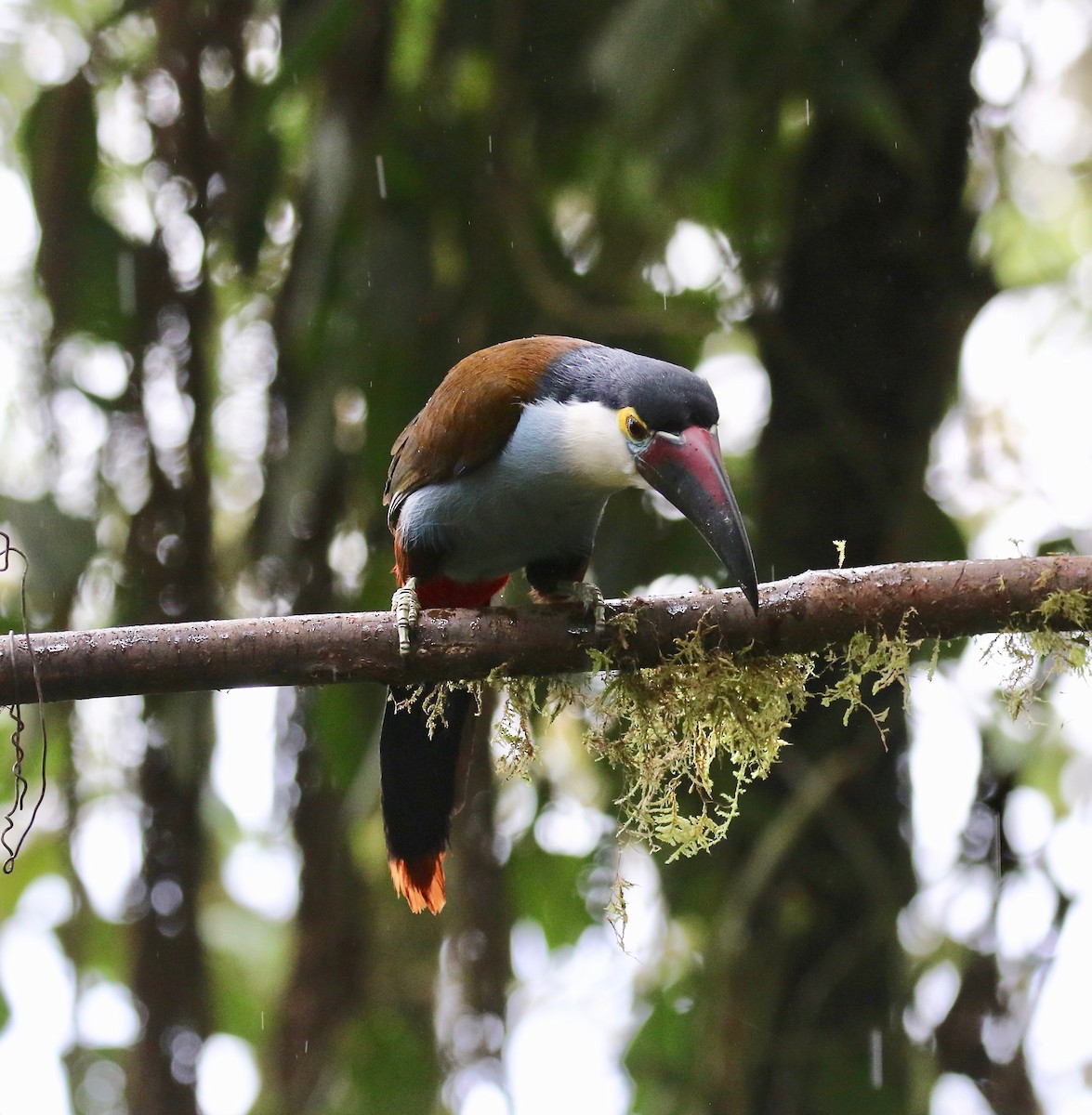 Black-billed Mountain-Toucan - ML636594178