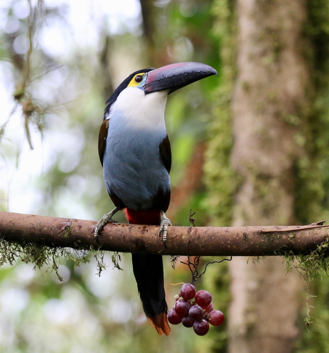 Black-billed Mountain-Toucan - ML636594179