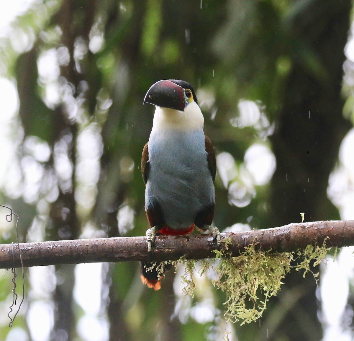 Black-billed Mountain-Toucan - ML636594180