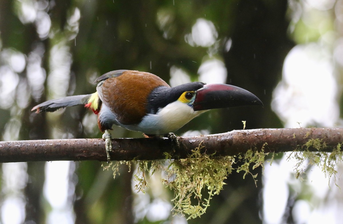 Black-billed Mountain-Toucan - ML636594181