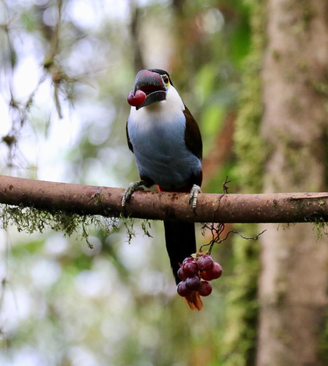 Black-billed Mountain-Toucan - ML636594182