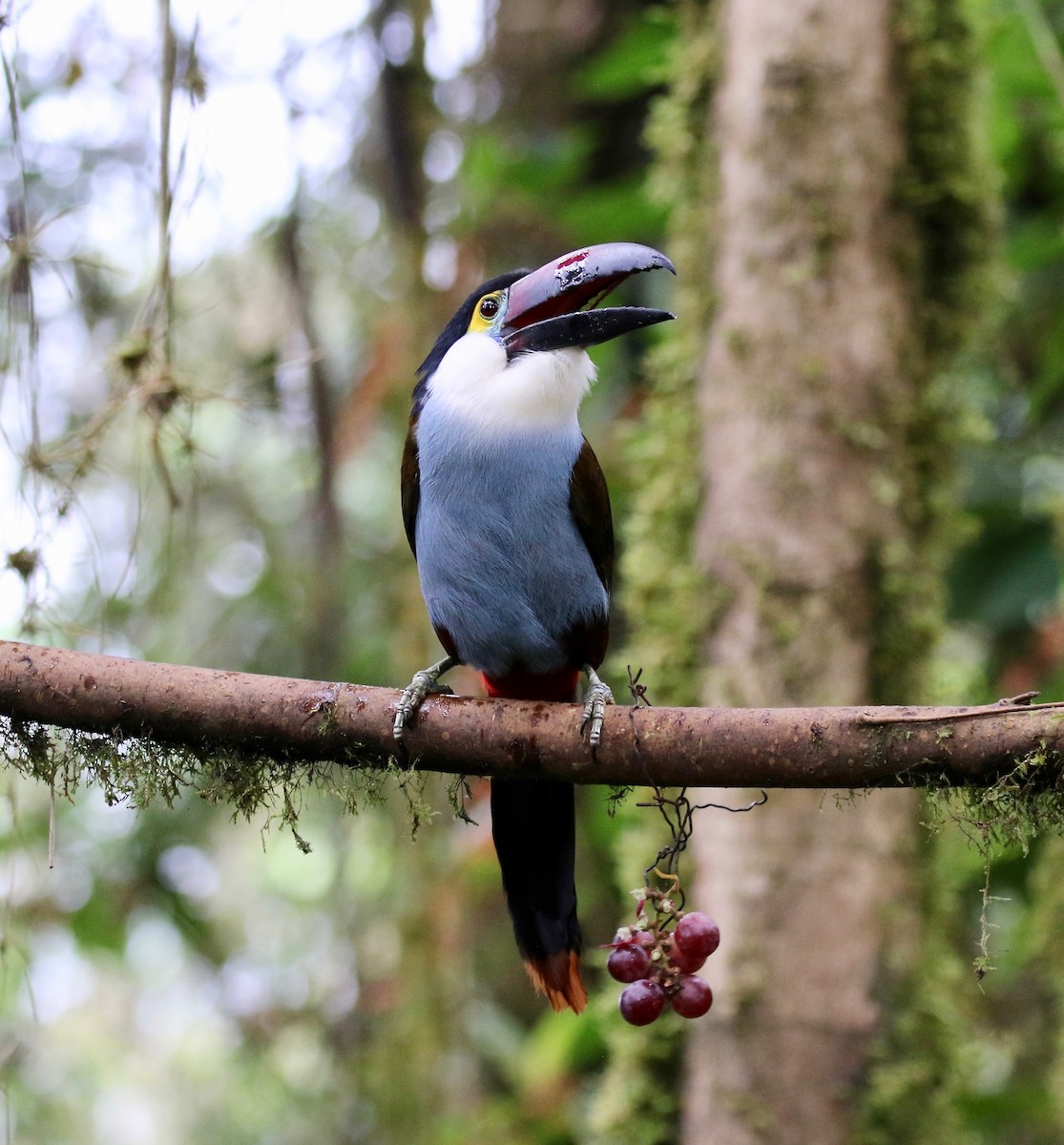 Black-billed Mountain-Toucan - ML636594183